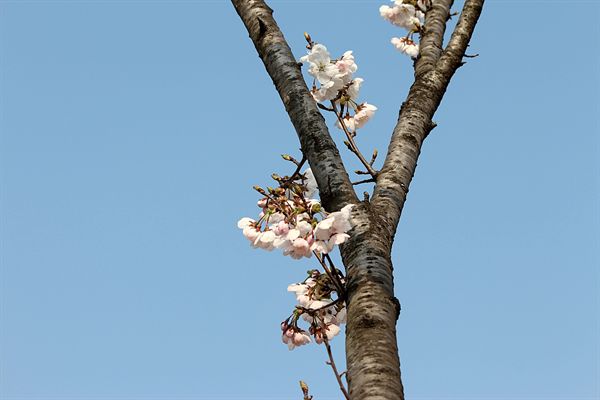 다급한 마음에 벌써 꽃망울을 터트린 경주벚꽃 실시간 모습(2019.3.19.16:21)