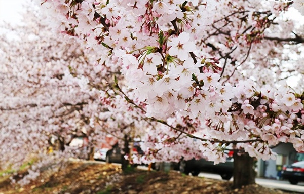 해미천 벚꽃은 고남리 벚꽃과 호수공원보다 하루 늦은 4월 10일 개화 예정이며, 2.7km 구간에 벚꽃길이 만들어져 생태한천과 어울러 멋진 장관을 연출한다.