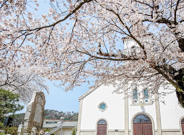 서산시내 동문동에 위치한 성당으로, 한국 근현대사를 고스란히 간직하고 있는 100년이 넘는 동문 성당이다. 그래서일까, 더더욱 벚꽃이 고즈넉한 성당과 잘 어울려있어 벚꽃에 반하지 않을 수 없다. 