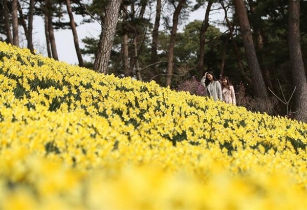 유기방 가옥에 있는 수선화의 개화시기는 3월 말경부터 4월 초까지로 서산뿐만 아니라 수도권에서 많은 관광객들이 많이 찾는 곳으로, 이곳을 찾는 차량들로 이 일대가 마비될 정도로 매년 관광객들이 증가하고 있다.