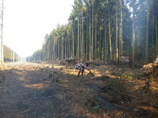 2018년 8월 2일부터 7일까지 비자림로 나무 약 900여 그루를 베어냈다. 이 공사로 인해 전국적으로 이슈가 확장되기도 했다. 