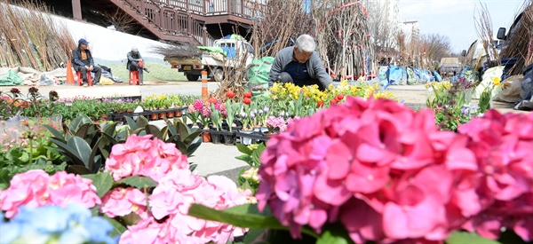 거창읍 중앙교 아래 꽃시장.