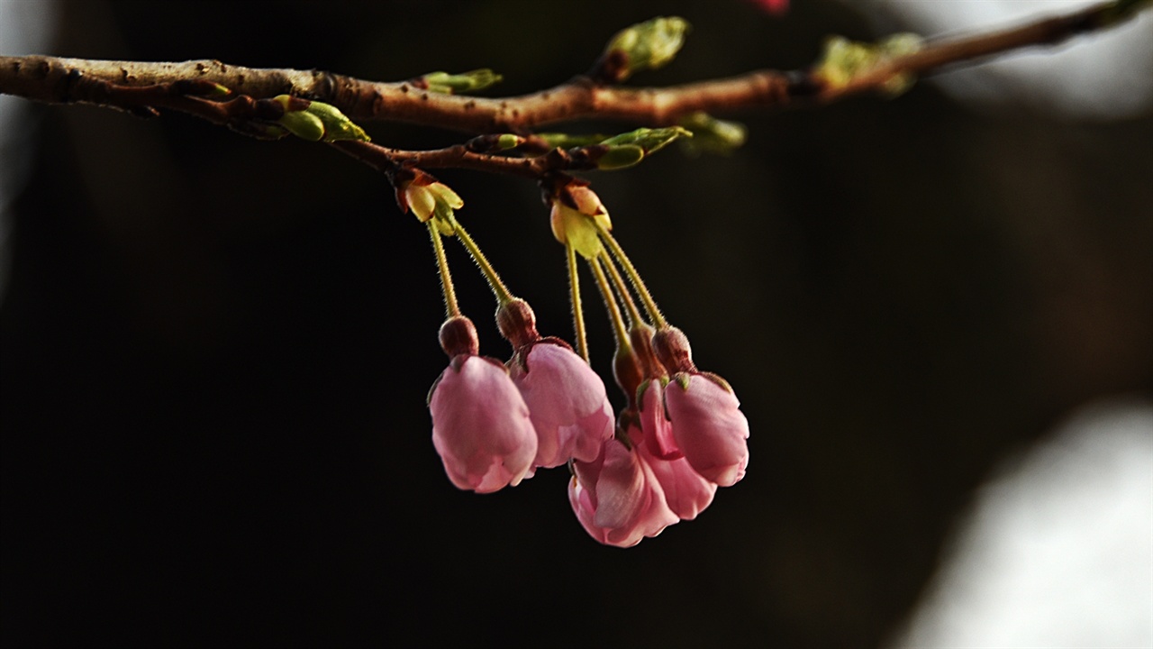 이 상태가 되면 벚꽃은 다음 날 아침 기온이 급격히 떨어지거나 비가 내리지 않는 이상 활짝 핀다.