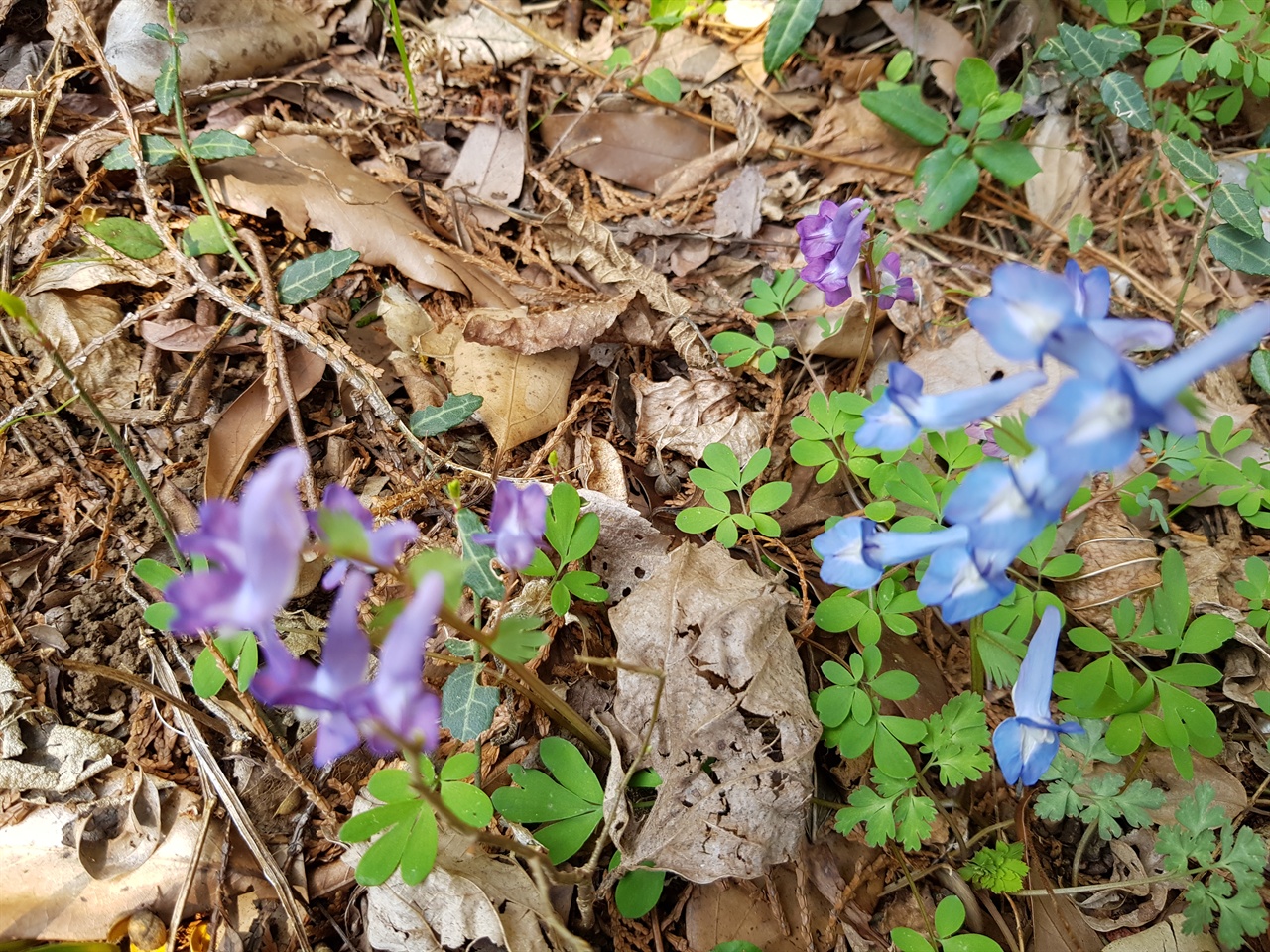 체오름 굼부리에서 나오는 길에 현호색밭을 만났다. 파란색꽃이 제일 이쁘다. 