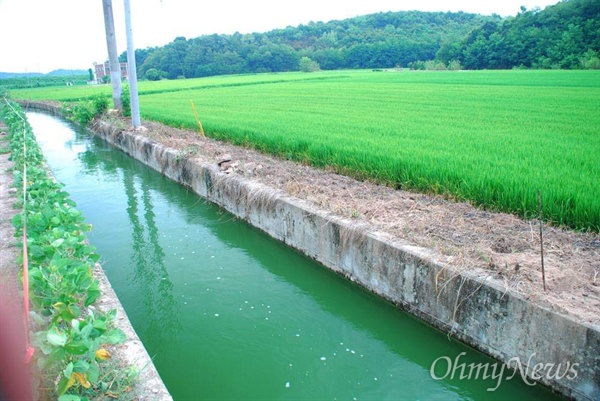지난해 여름, 금강 양수장에서 취수한 강물이 농수로를 통해 농경지로 유입되고 있다.