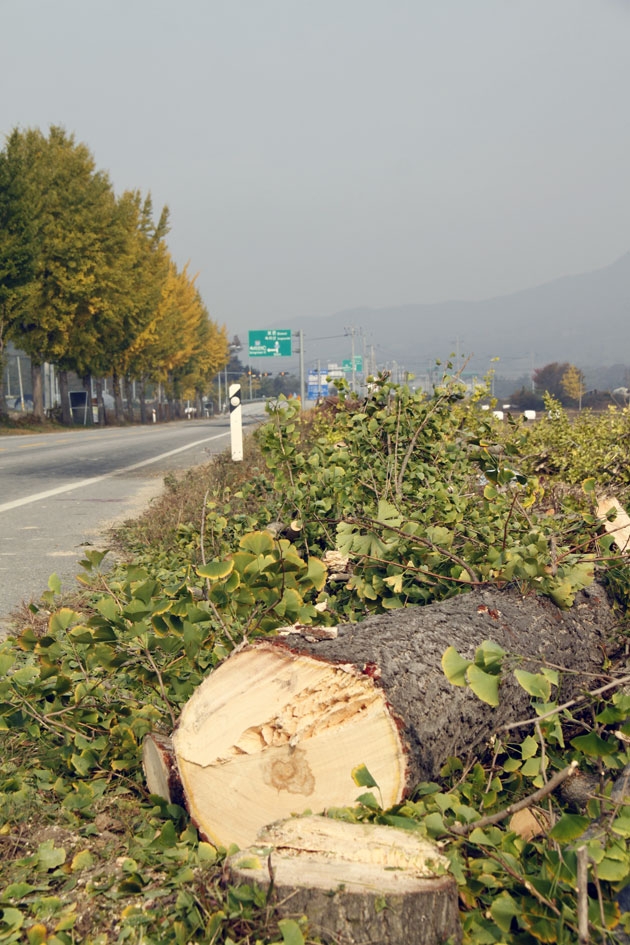 2013년 10월, 동부산단 진입도로 공사를 위해 잘려진 은행나무 가로수가 하얀 밑둥을 드러내고 쓰러져 있다