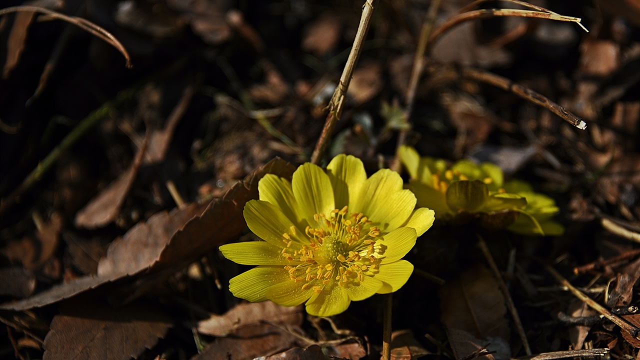 얼음새꽃, 설련화 등 다양한 이름을 지닌 복수초는 양양군에서는 1월부터 4월말까지 만날 수 있다.