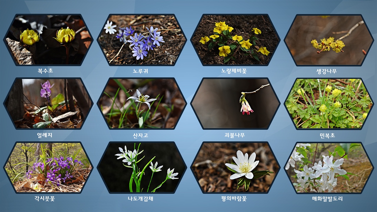 3월과 4월에 양양군에서 만난 들꽃을 몇 종 정리했다. 이 외에도 많은 들꽃을 만나는 고장이 양양이다.
