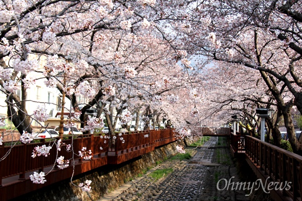 창원진해 여좌천 로망스다리의 벚꽃(사진은 2019년).