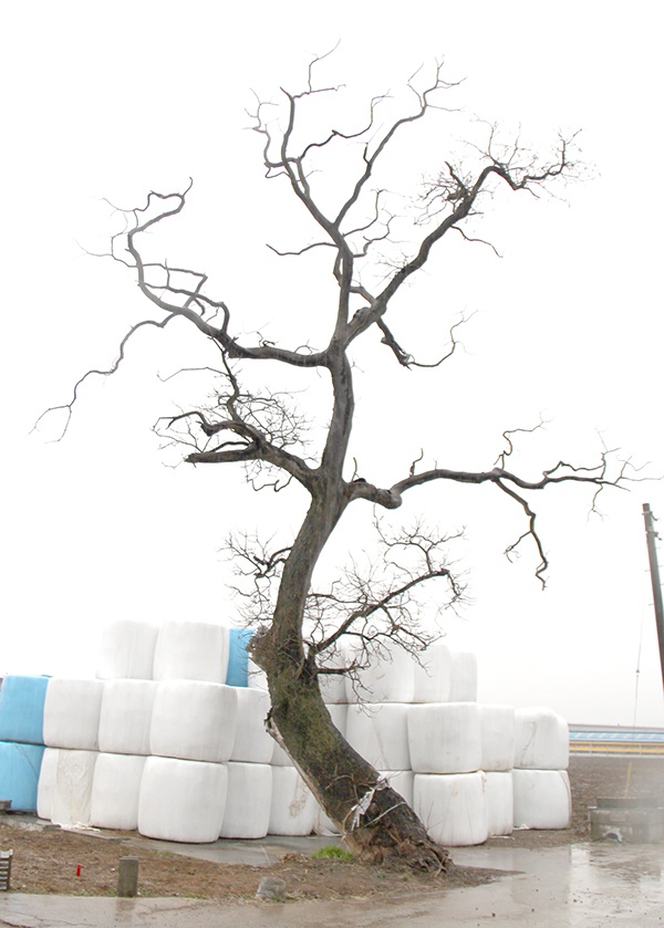 충남 예산군 삽교읍 월산리 입구에서 420여년 동안 마을을 지킨 회화나무 모습.