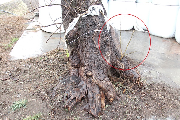 뿌리에 바짝 포장된 콘크리트는 노거수의 숨구멍을 막았고, 나무는 고사가 진행되는 사이에도 새순(원안)을 틔웠다. 