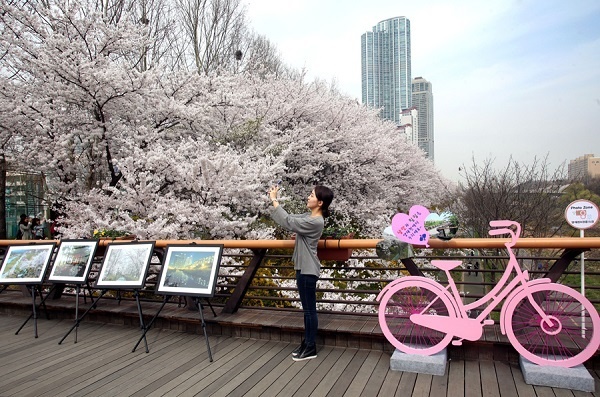  지난해 양재천 밀미리교에 설치된 5곳의 봄꽃 포토존 모습