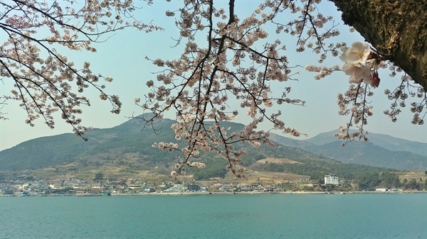 경남 남해 왕지벚꽃 길 너머의 마을 풍경이다. 