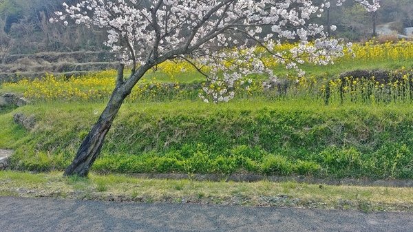 벚꽃과 함께 이어지는 길에서 유채꽃도 만날 수 있다.
