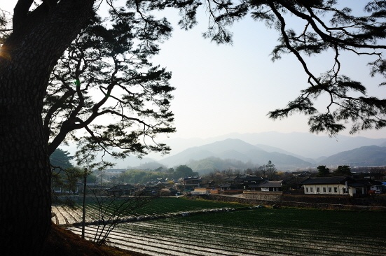 소나무 군락지에서 바라본 개평리 마을의 봄 풍경