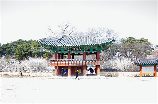 회연서원의 문루인 '현도루(見道樓)'는 규모가 꽤 큰 누각이지만, 흐드러지게 핀 매화꽃 풍경과 어우러져 날렵해 보였다.