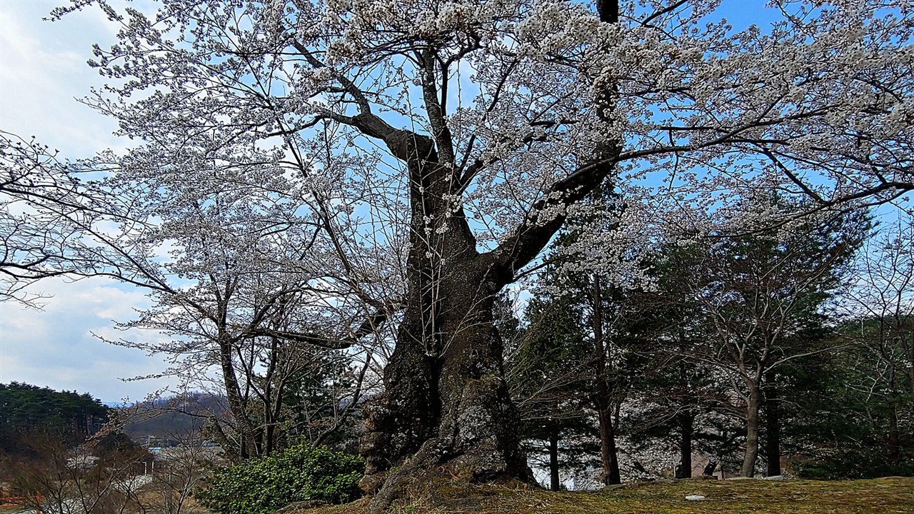 양양향교의 벚꽃 오랜 역사를 지닌 양양향교엔 오랜 세월 봄을 맞이했을 고목이 된 벚나무가 여러 그루 있다.