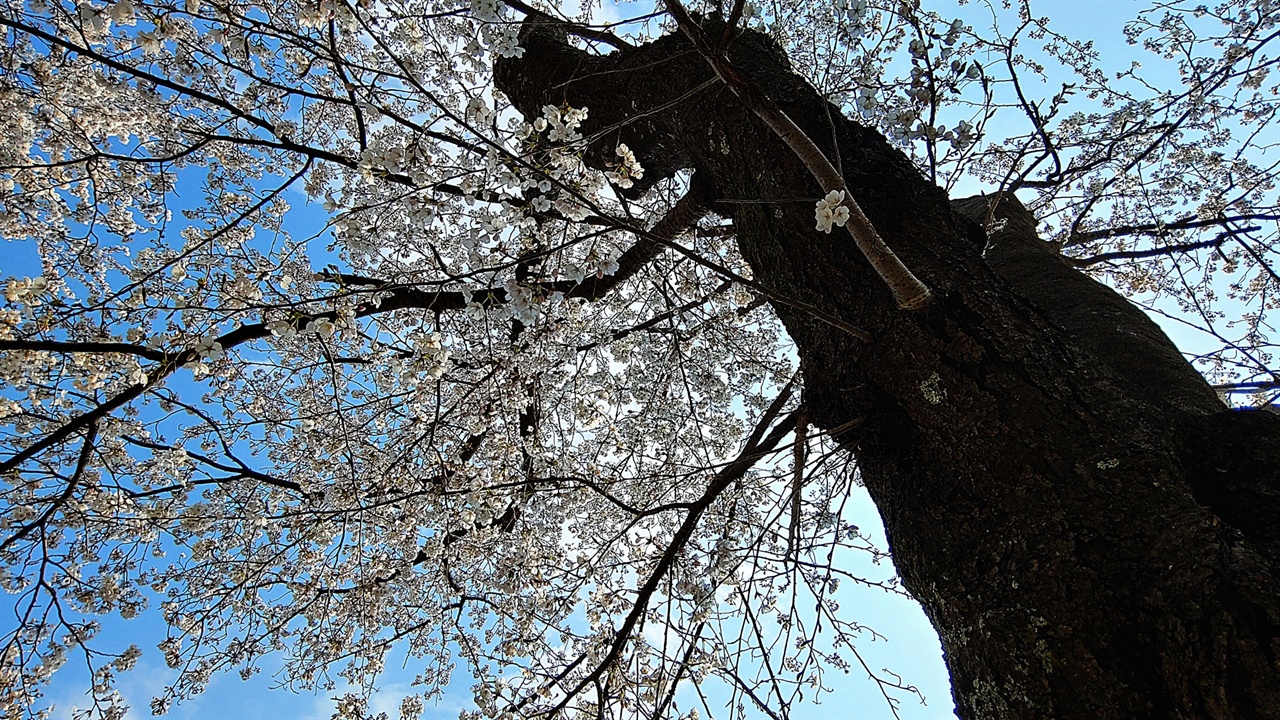 양양향교의 벚나무 양양향교에서 수학한 인물이 널리 이름을 떨친 이는 찾기 어렵다. 그러나 그들 나름으로 고장의 역사를 지키며 살아가지 않았겠는가. 4월 4일은 양양만세시위가 있던 날인데 이때 그들의 역할이 컸으리라 본다.