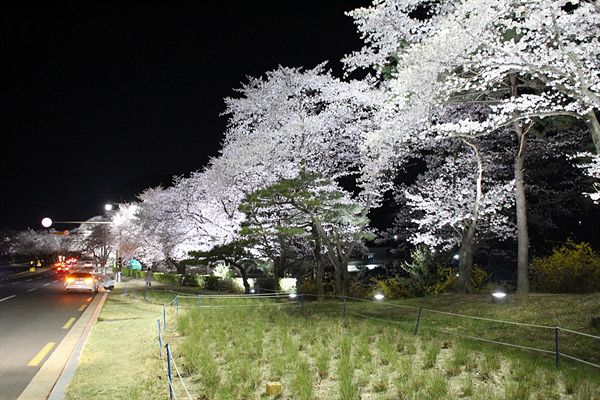 경주 동궁원 앞 식당촌 주변, 벚꽃 경관 야경 모습