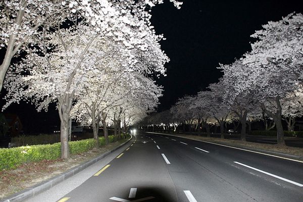 경주 동궁원 앞 벚꽃길 야경 모습