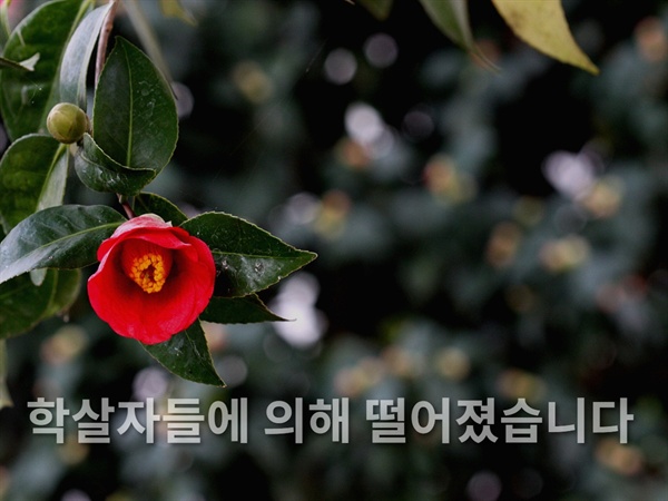 동백 역사의 진실은 밝혀져야 한다. 학살자들이 누구인지, 어떤 목적을 위해서 제주도민을 학살했는지 명백하게 밝혀야 한다. 그래야만, 제주 4.3과 같은 아픔을 이용해서 자기의 이익을 탐하며 역사를 왜곡하는 이들을 심판할 수 있을 것이다.