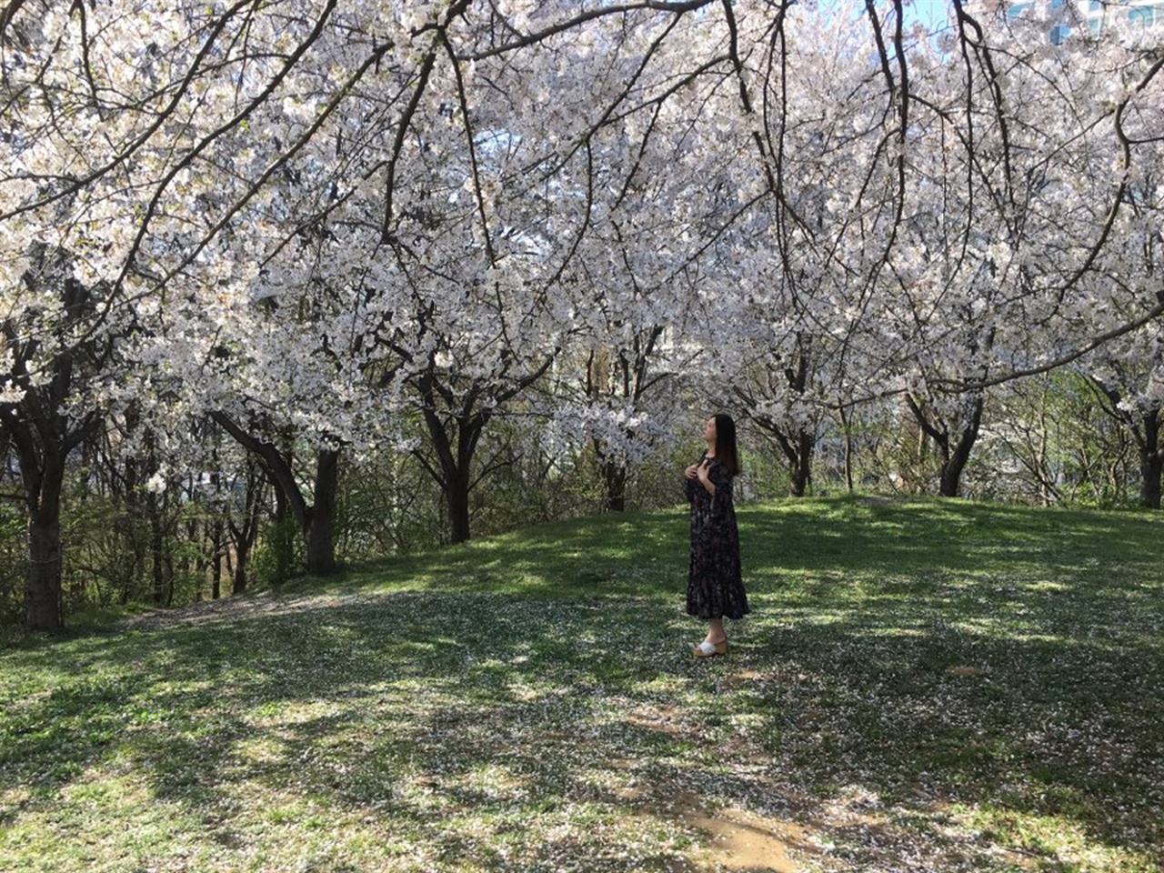 벚꽃 개화시기가 예년보다 빨라지면서 지역 곳곳에서도 벚꽃 소식이 들려오고 있다. 지난해 송악읍 반촌리에 위치한 국수봉에 핀 벚꽃길의 모습이다. 