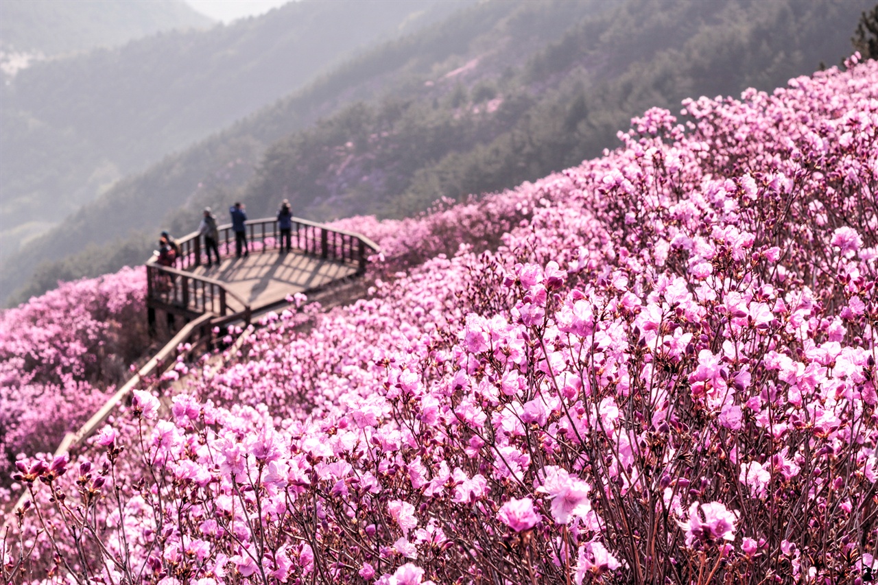 창원 천주산의 핫한 용지봉 용지봉의 전망 데크를 중심으로 펼쳐진 진달래 군락은 전국의 산객을 불러 모을 뿐 아니라 산을 모르는 상춘객들까지 합류하게 한다.