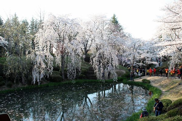 능수버들 벚꽃이 연못과 조화를 이루고 있는 모습, 전국적인 사진 포인트중 한 곳이다