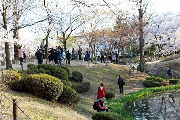 경주 보문정 능수버들 벚꽃나무를 촬영하기 위해 반대편 언덕에 올라가 촬영중인 일반인들과 사진작가들 모습