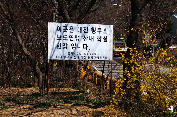  산내 골령골 표지판 앞에 핀 노란 개나리. 개나리꽃이 산내 골령골의 봄을 알려줍니다.