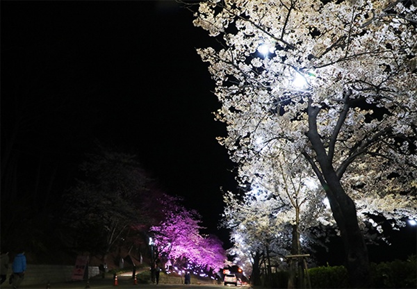 지난 2일부터 시작된 강릉경포 벚꽃축제 야경