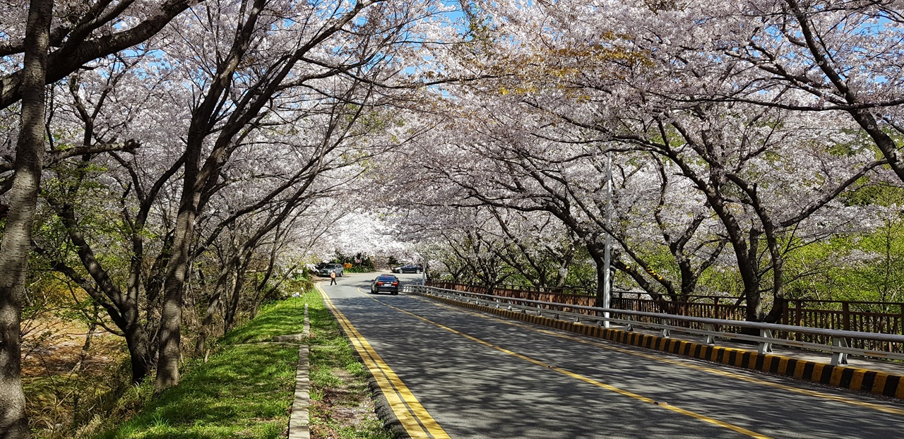  달맞이 벚꽃터널