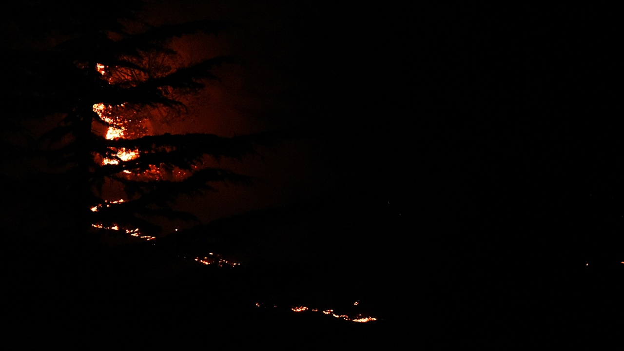 화염에 휩싸인 조경수 오랜 세월 정성들여 가꾼 영랑호골프장의 조경수들이 불길에 휩싸여 타고 있다.