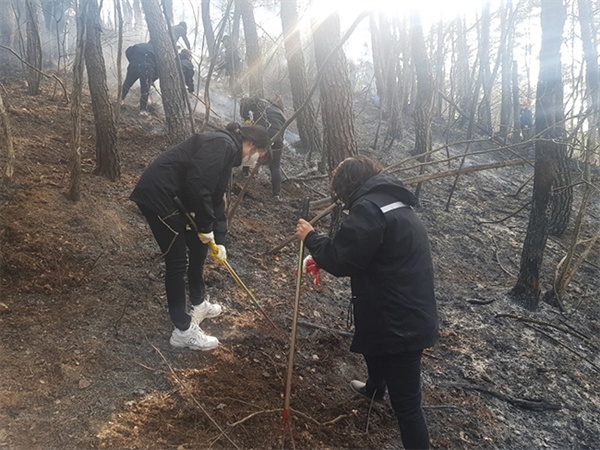  강릉시 옥계 지역 산불 현장에서 공무원들이 잔불 정리를 하고있다.