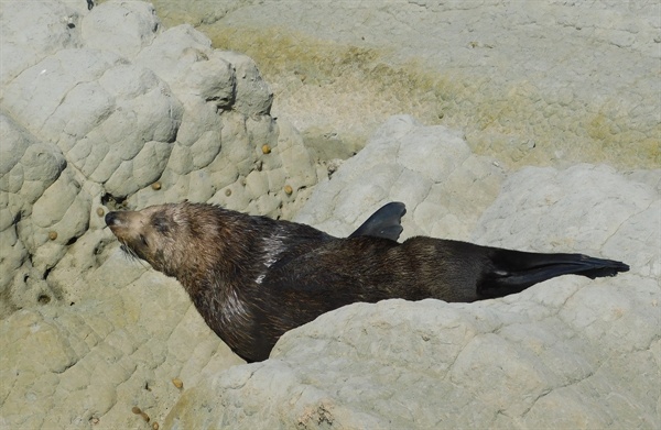 한가하게 낮잠을 즐기는 바다표범. 주위에서 사람이 서성거려도 관심을 보이지 않는다. 