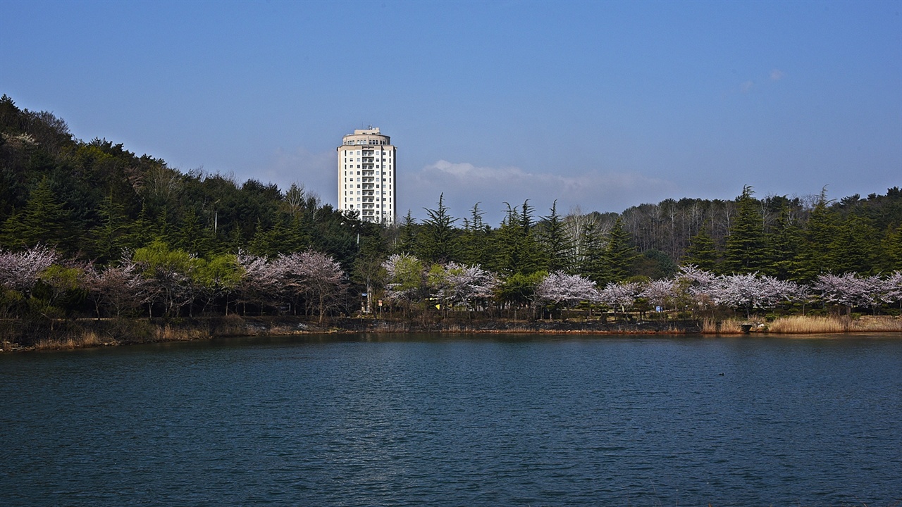 벚꽃 핀 영랑호 맑은 식목일 오전, 이 풍경만으로는 지난밤의 악몽 같은 순간을 어찌 알까.