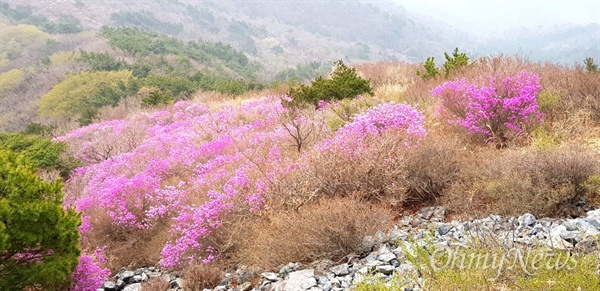  창원·김해 대암산의 진달래꽃 군락.