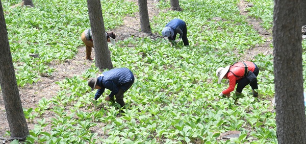 거창 덕유산 ‘컬쳐클럽700’ 산마늘 농장의 명이나물 수확.
