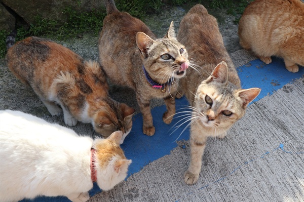 고양이 섬 아이노시마