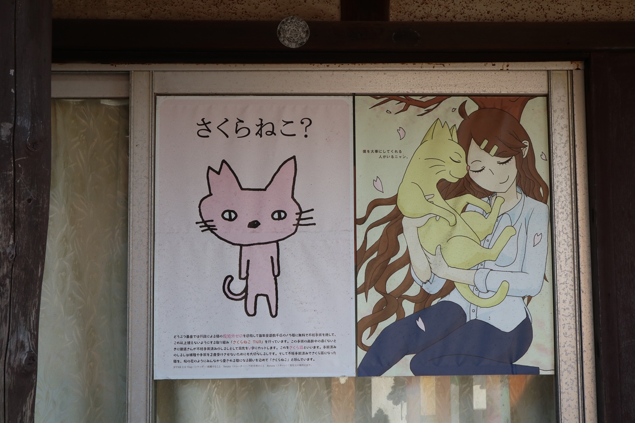 사쿠라 네코(벚꽃 고양이)의 의미를 설명하는 포스터
