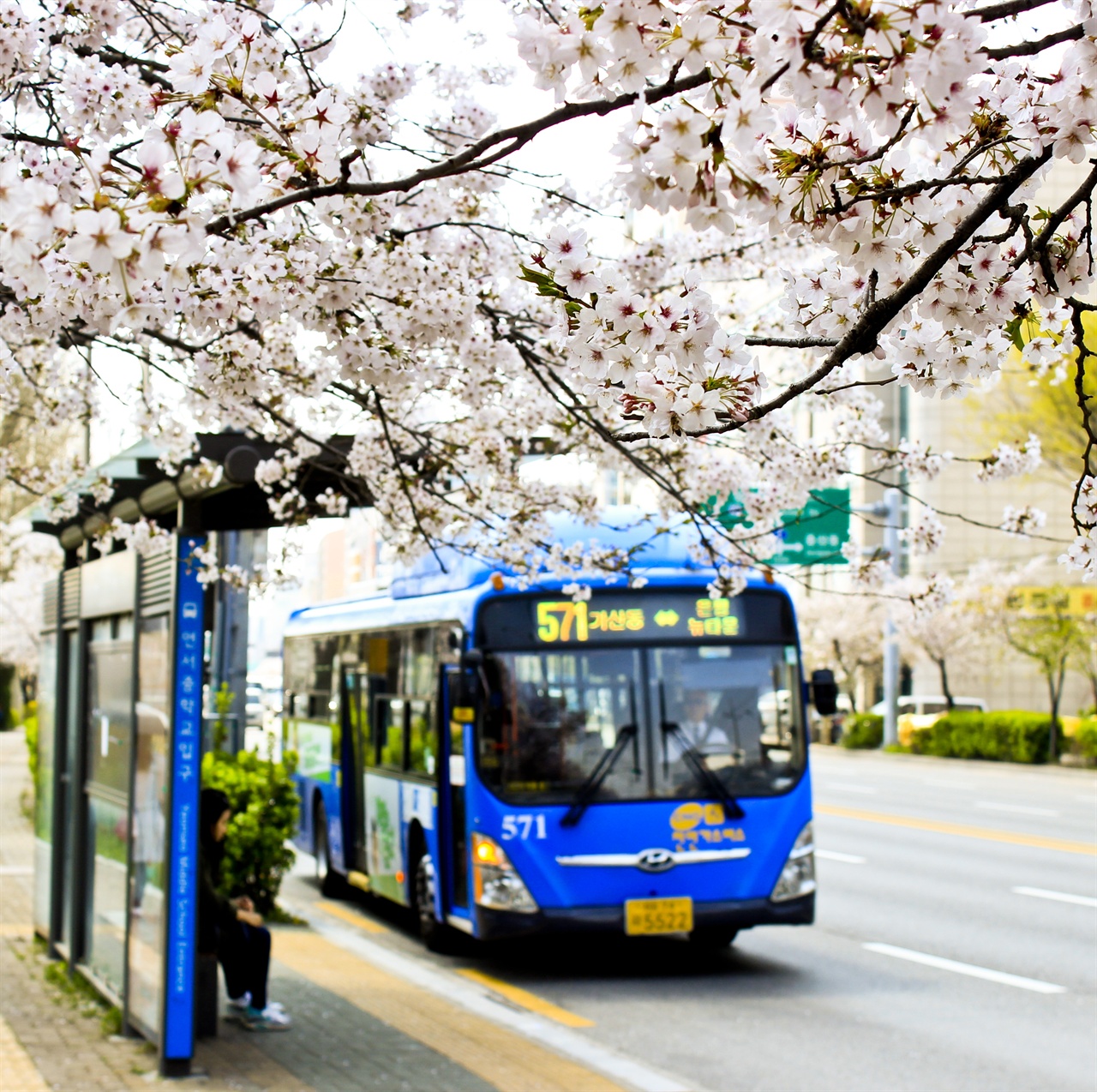 불광천 벚꽃 아래 시내버스가 정류장에 들어서고 있다.