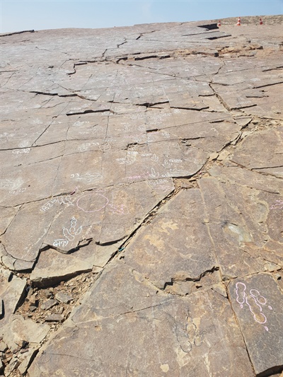 진주 정촌 뿌리산단 조성부지에서 발견된 7700여 개 공룡발자국 화석이 발견됐다.