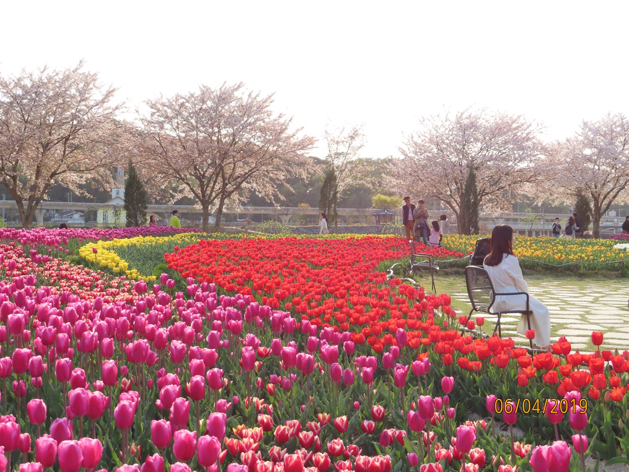 국가정원에 있는 네덜란드정원에서 튤립과 동천의 벚꽃길을 배경으로 어느 관광객이 사진을 찍기 위해 의자에 앉아있다.