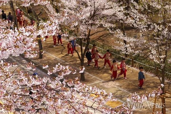 인천대공원 벚꽃터널은 수령 40년 이상의 대형 왕벚나무 800여 그루가 약 1.2km에 걸쳐 줄지어 서있는 수도권 일대의 대표적인 벚꽃 명소로 손꼽힌다.