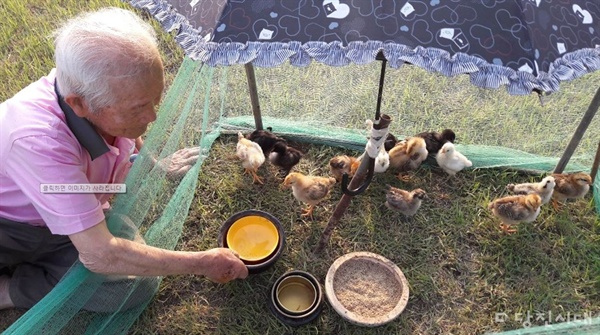 닭을 돌보고 있는 101세 이송우 옹