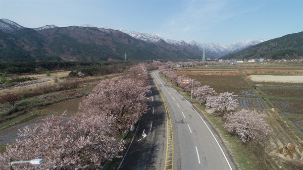 여전히 화사한 벚꽃이 한창이다.