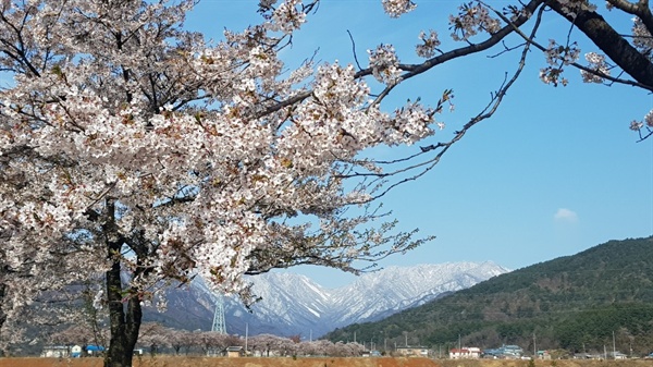 벚꽃이 화사한 설악산 눈내린 설악산 배경