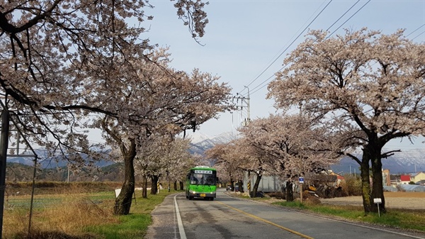 벚꽃이 활짝 핀 설악산 벚꽃터널