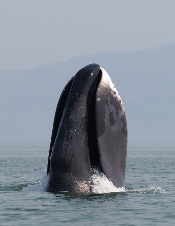포유류 가운데 수명이 가장 긴 종 중 하나인 북극고래. 최대 211년까지 산 개체도 있었다. 