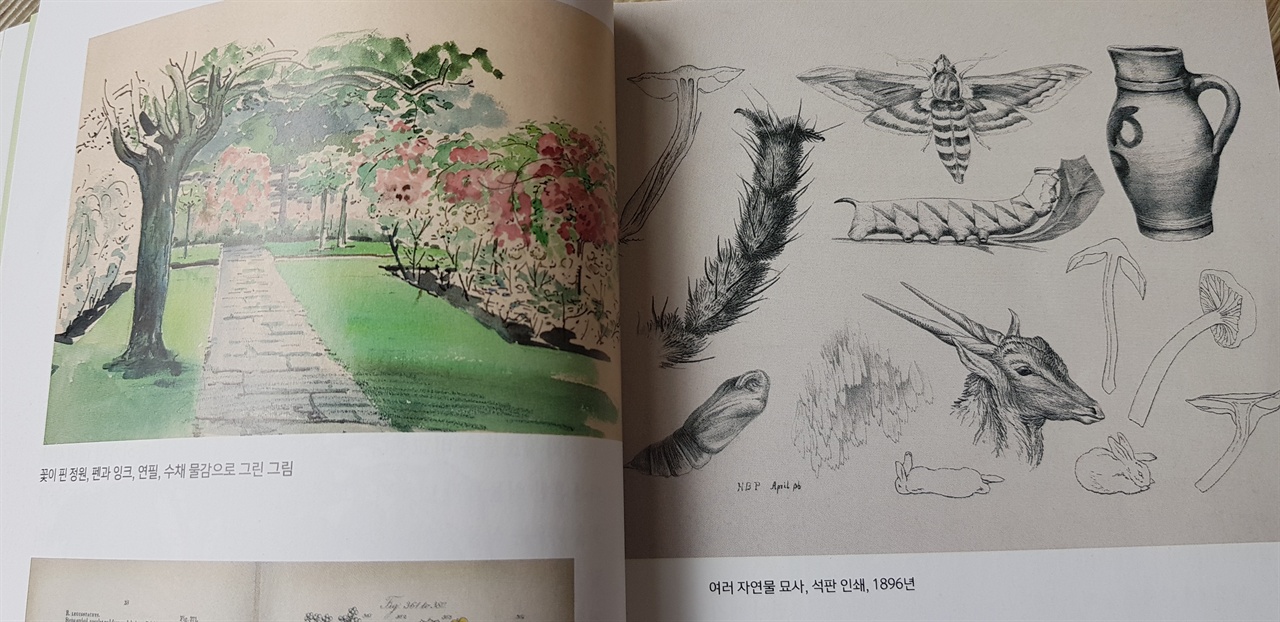 베아트릭스 포터는 자신이 가꾸는 정원의 모습을 스케치하는 것을 좋아했다. 포터가 직접 그린 그림들